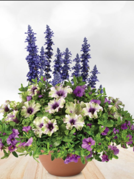 Container 13" Amazonias Breeze