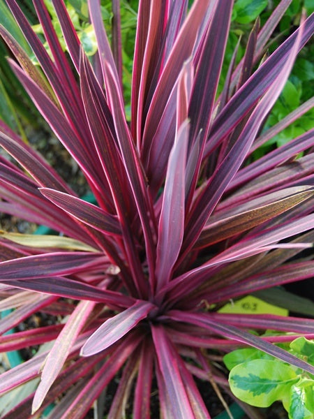 Cordyline - Paso Doble