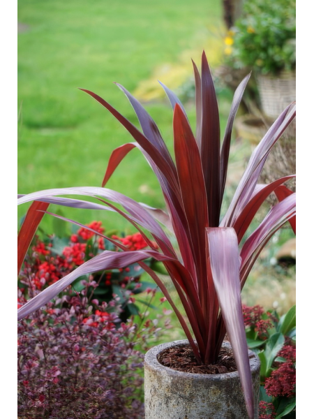 Cordyline Superstar