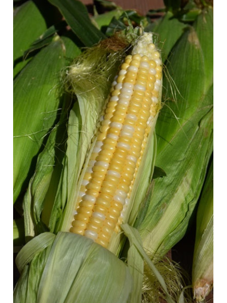 Corn - Sweet