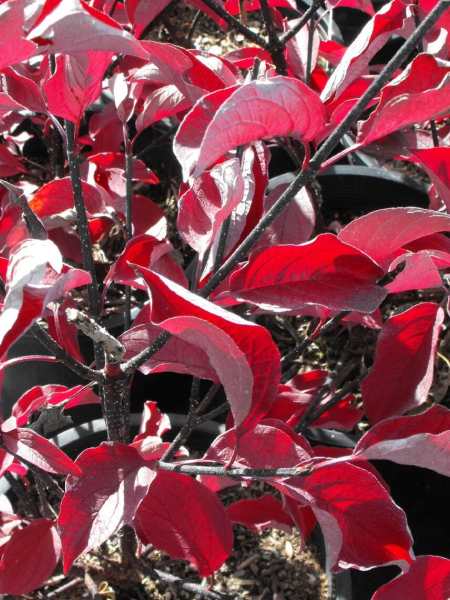 Dogwood - Kesselring - 2 Gallon