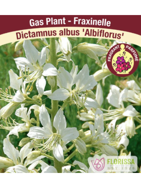 Gas Plant Dictamnus Albus Albiflorous