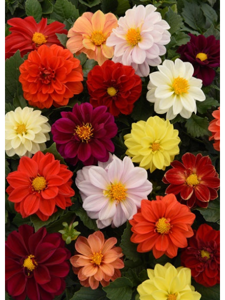 Dahlia - Figaro Mix
