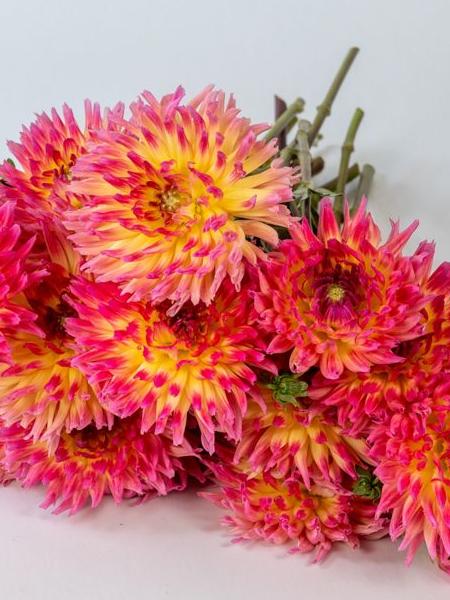 Dahlia - Karma Sangria Pink Yellow Bicolor