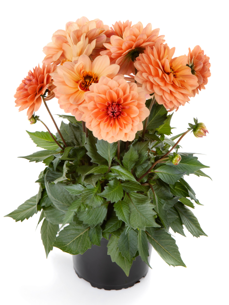 Dahlia - LaBella®Grande Coral