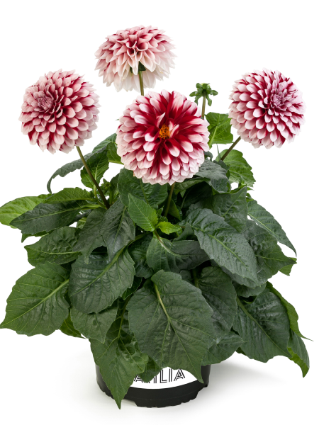 Dahlia - LaBella®Grande Fun Red White