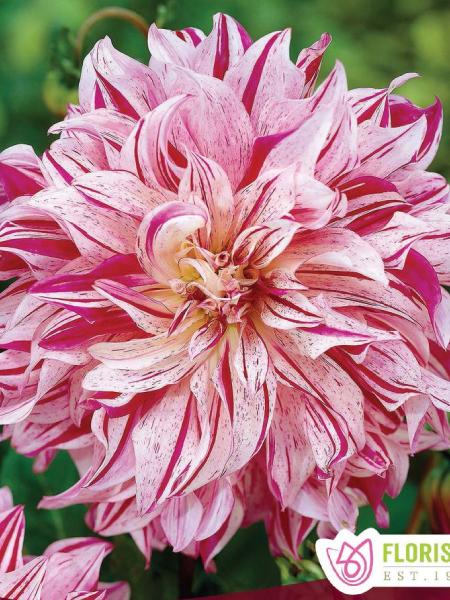 Dahlia - Bristol Stripe