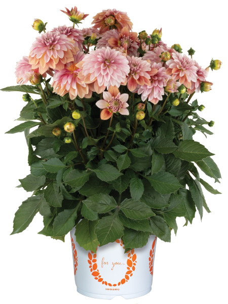 Dahlia - Hypnotica® Vintage