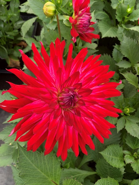 Megaboom Raspberry Ice Annuals – Page 6 – Calgary Plants