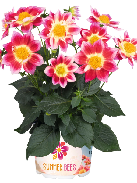 Dahlia - Summer Bees Red Bicolor