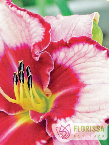 Hemerocallis Daylily Lies and Lipstick