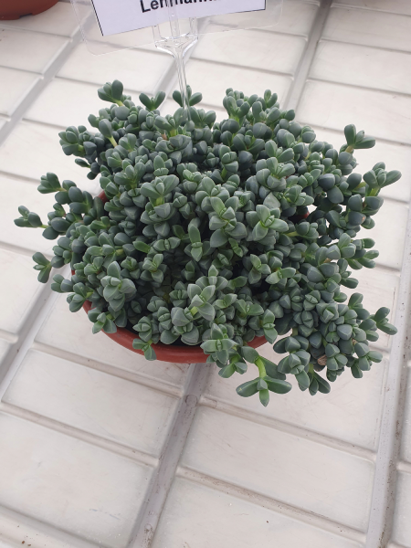 Ice Plant (Delosperma) Lehmannii