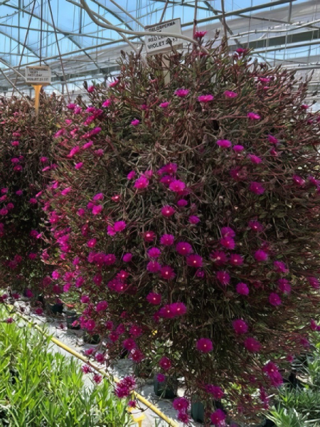 Hanging Basket - Desert Dancer