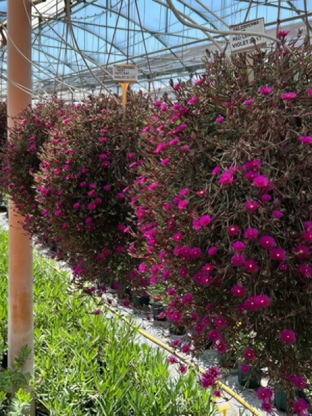 Ice Plant Delosperma - Desert Dancer Purple