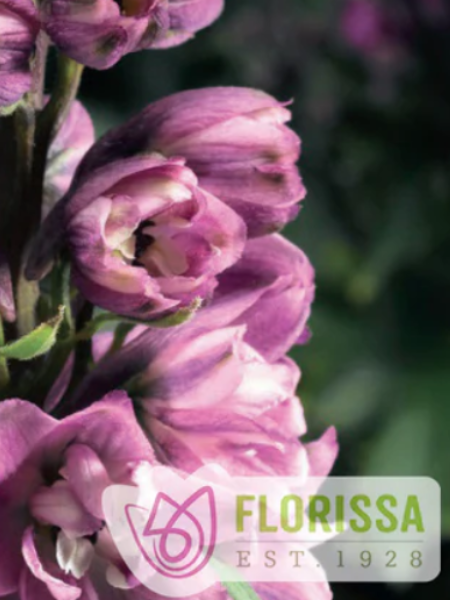 Delphinium Rose White Bee