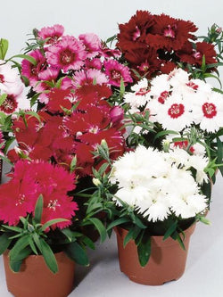 Hanging Flower Pouch - Dianthus Diana Mix