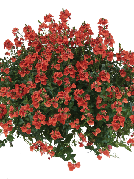 Diascia -Trinity Sunset