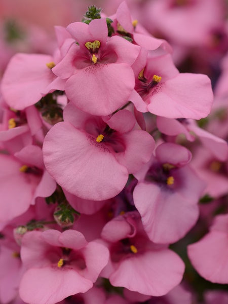 Diascia - Juliet™ Pink