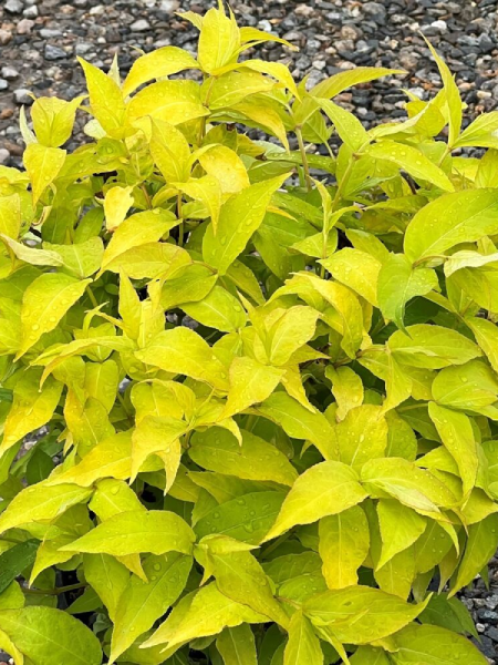 Honeysuckle - Honeybee - 2 Gallon