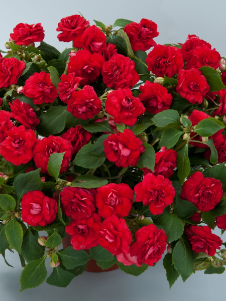Double Impatiens - Musica™ Elegant Red