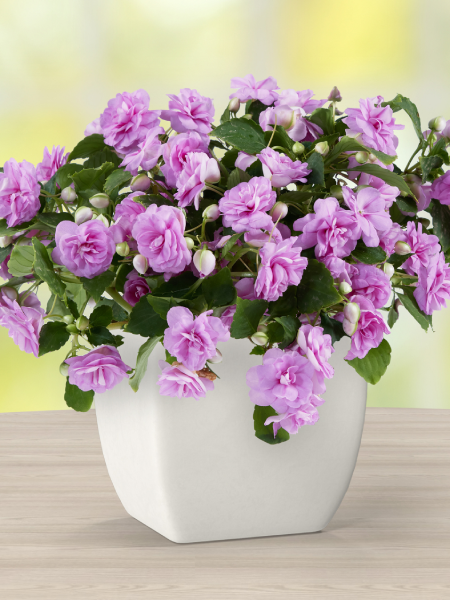 Double Impatiens - Musica™ Lavender