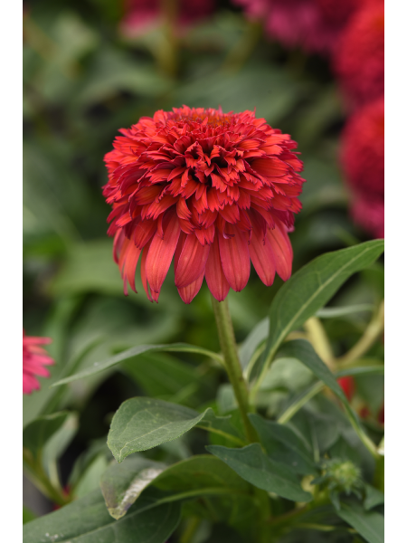 Echinacea - Double Scoop Raspberry Deluxe Coneflower