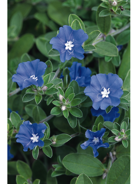 Evolvulus Blue Daze