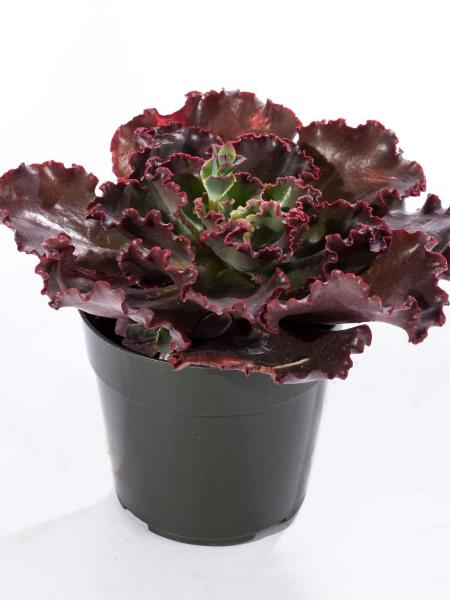 Echeveria Coral Reef Dark Chocolate
