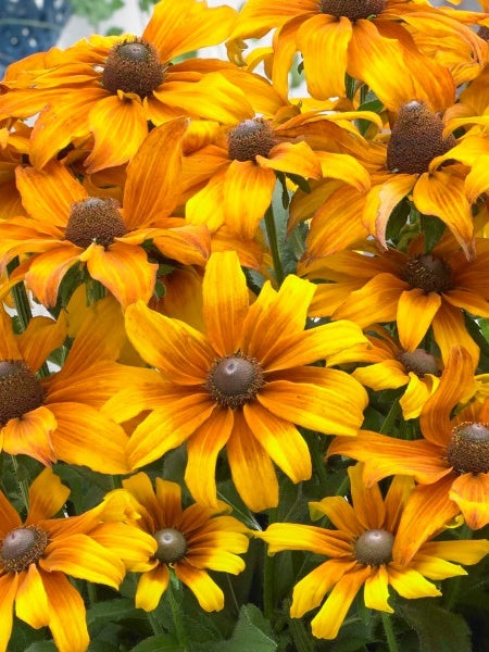 Echibeckia - Summerina Butterscotch Biscuit