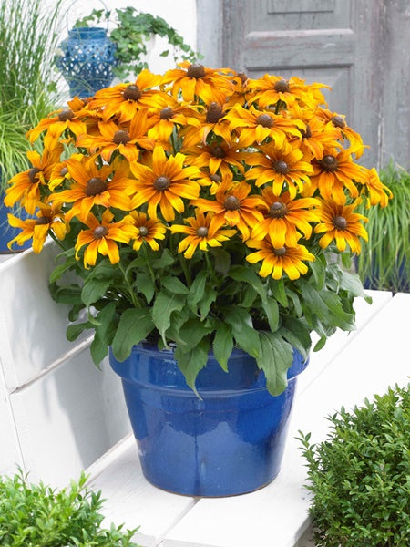 Echibeckia - Summerina Butterscotch Biscuit