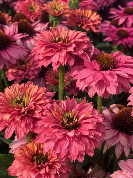 Echinacea - Sunseeker Pink Grapefruit Coneflower