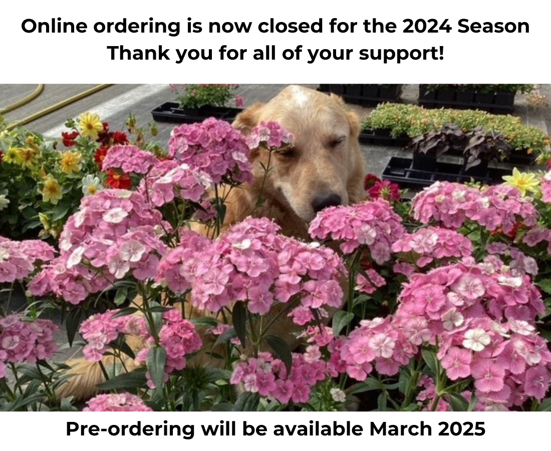 Calgary Plants Online Garden Centre