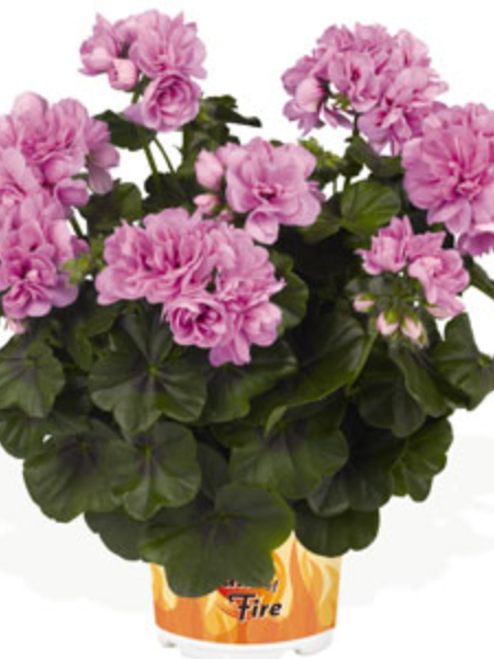 Ivy Geranium - Great Balls of Fire Pink