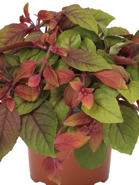 Hanging Basket - Autumnale Fuchsia