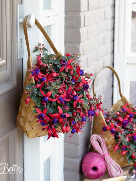 Fuchsia - Bella Upright Sacha