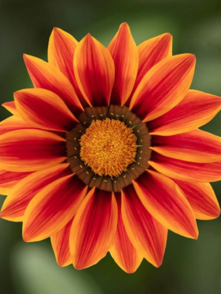 Gazania - Big Kiss Yellow Flame