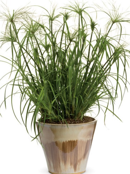 Prince Tut Annual Grass - 1 Gallon