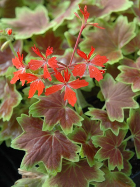 Geranium - Brocade Vancouver Centennial
