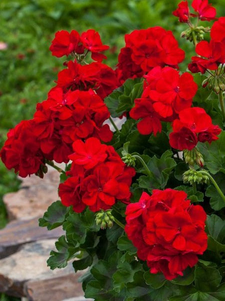 Geranium - Interspecific Calliope Large Dark Red
