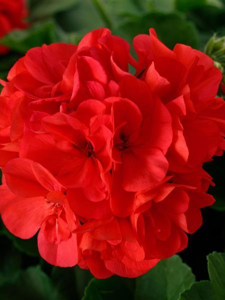 Geranium - Interspecific Calliope Large Dark Salmon
