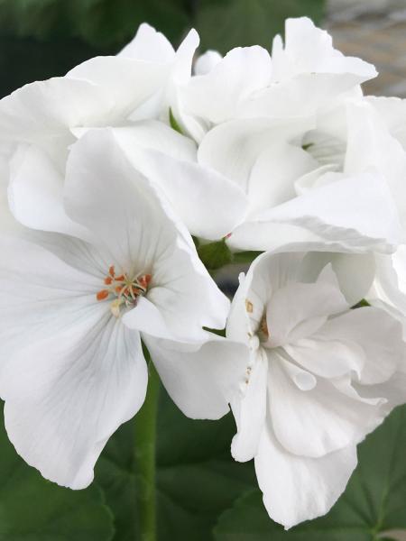 Geranium - Interspecific Calliope Large White