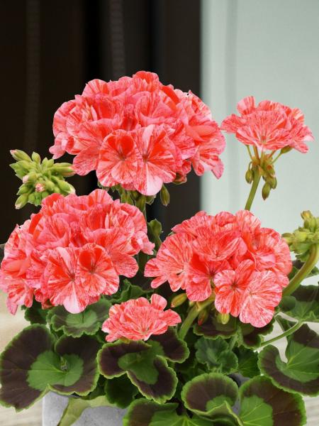 Geranium - Zonal Glitter Orange