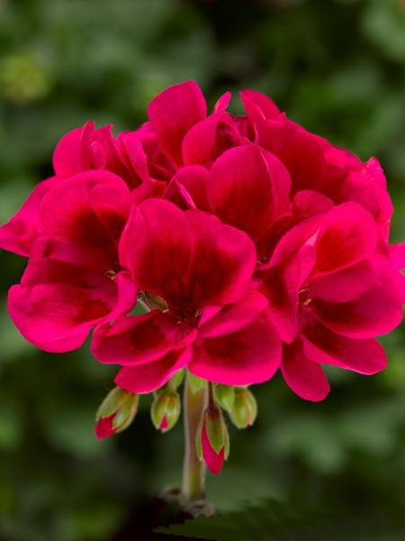 Geranium - Interspecific Calliope Mojo Cranberry Splash