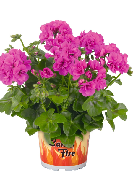 Ivy Geranium - Great Balls of Fire Blue