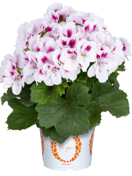 Geranium - Regal Elegance™ Belinda