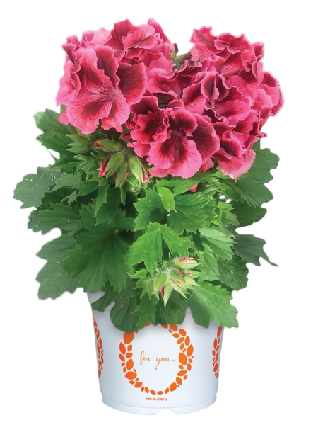 Geranium - Regal Elegance™ Kate