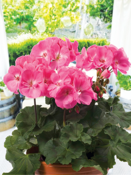 Geranium - Zonal Darko Pink