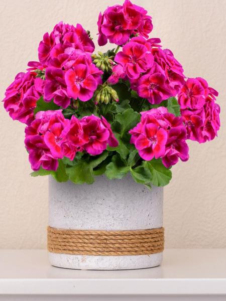 Geranium - Zonal Flower Fairy Violet