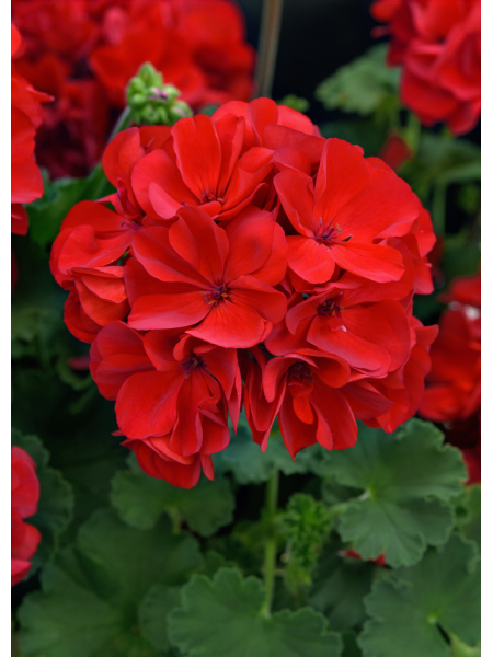 Geranium Interspecific Solera Red