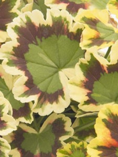 Geranium - Mrs Pollock